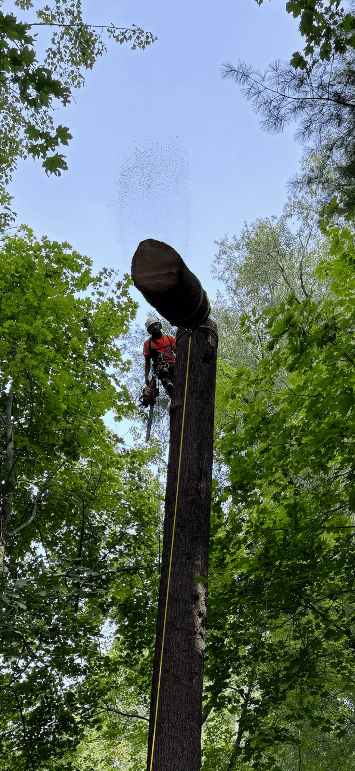 Professional arborist safely positioned on tree trunk during maintenance