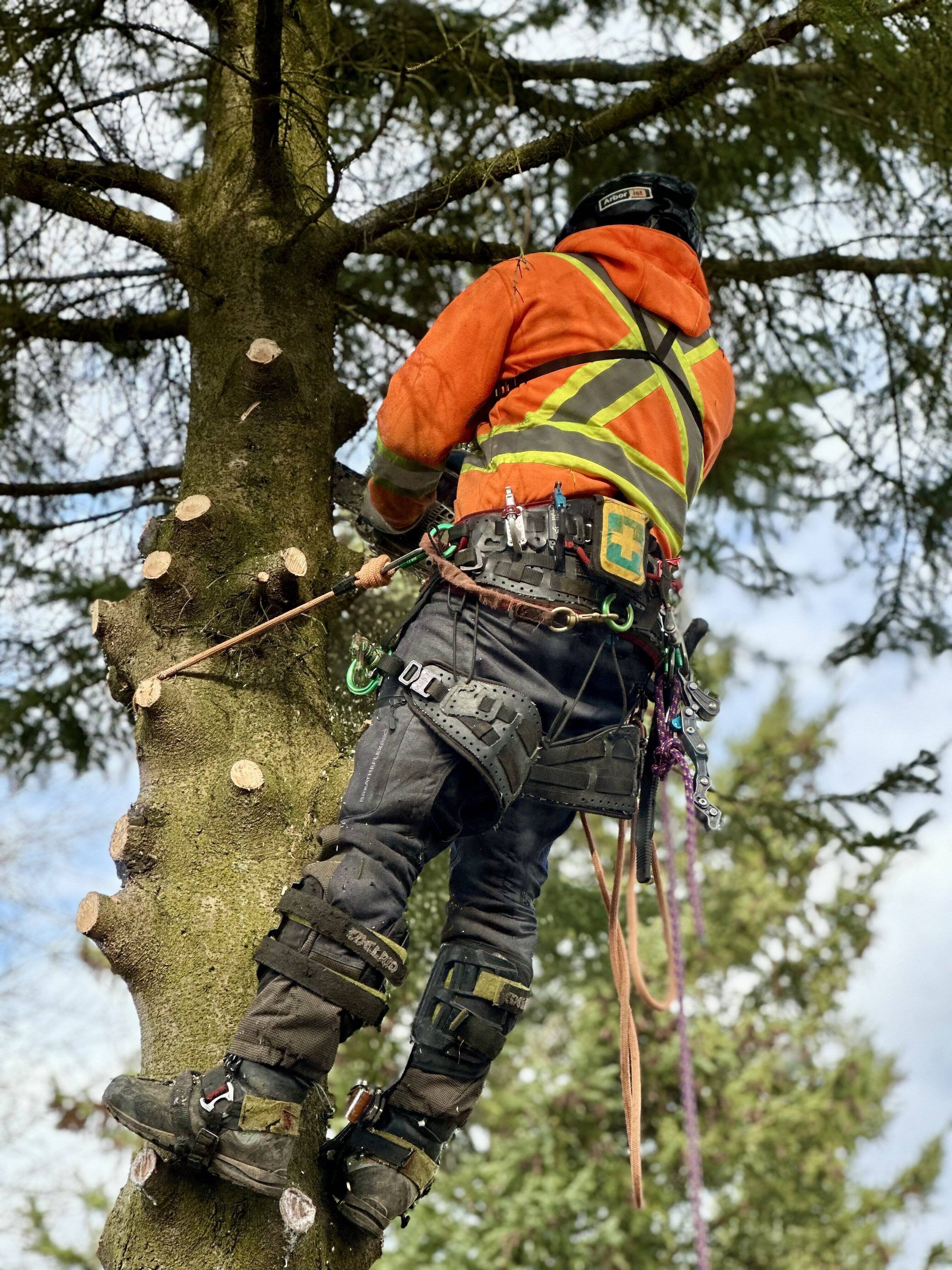 Tree Pruning & Maintenance