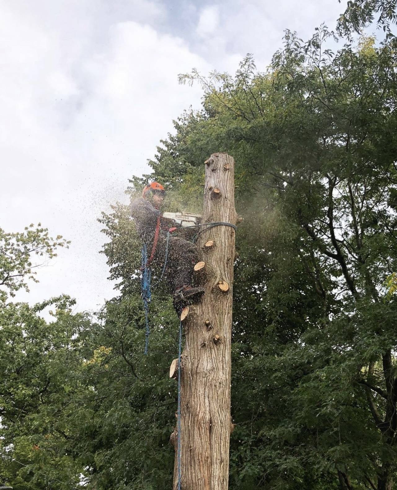 Arborist inspecting completed tree trimming work