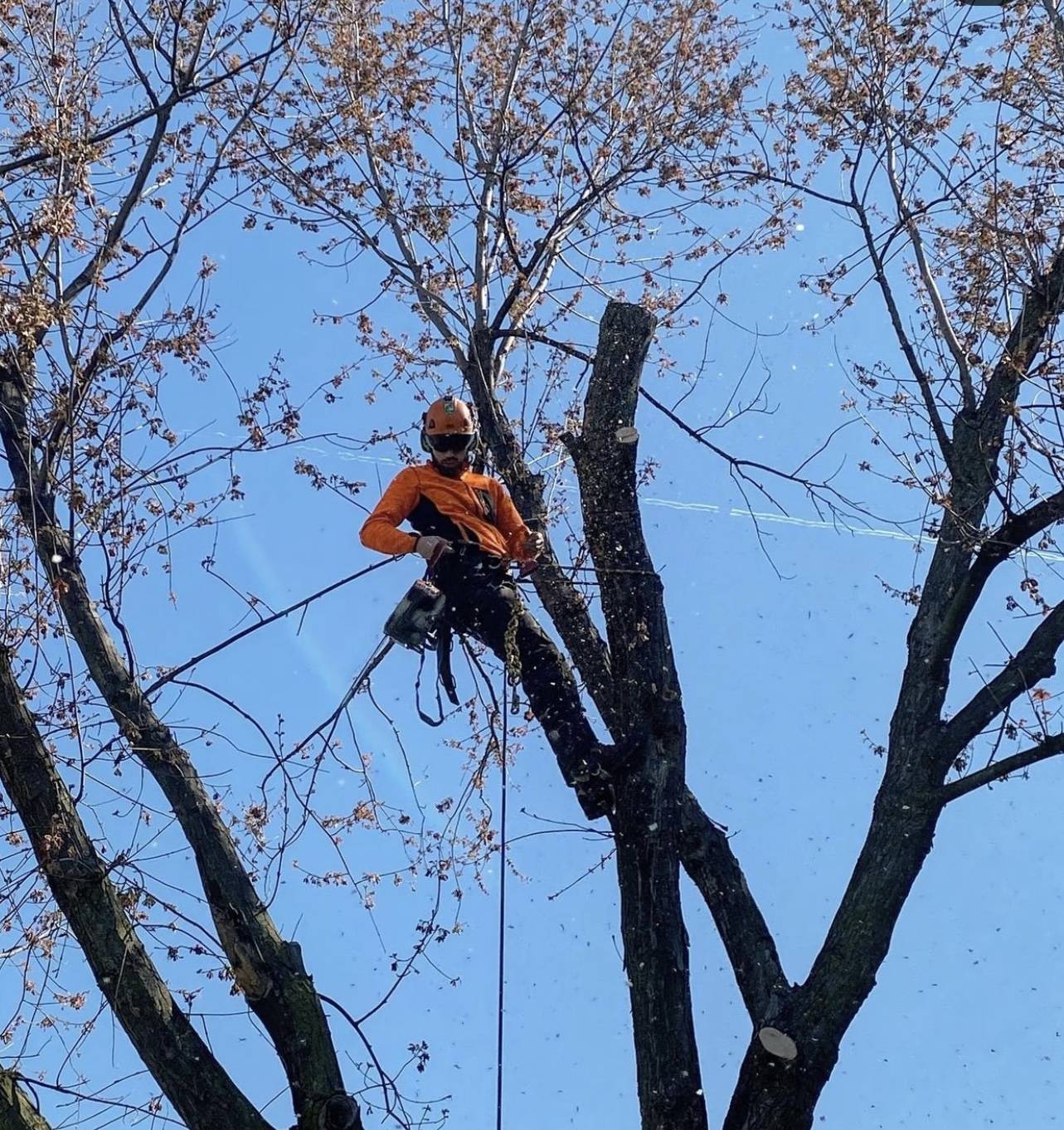 ISA Certified Arborist carefully working in tree branches