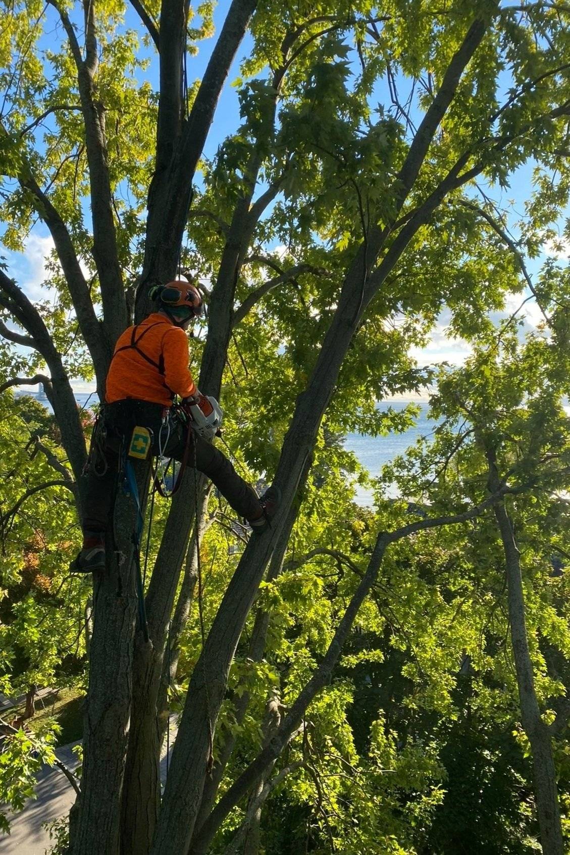 Tree Pruning service