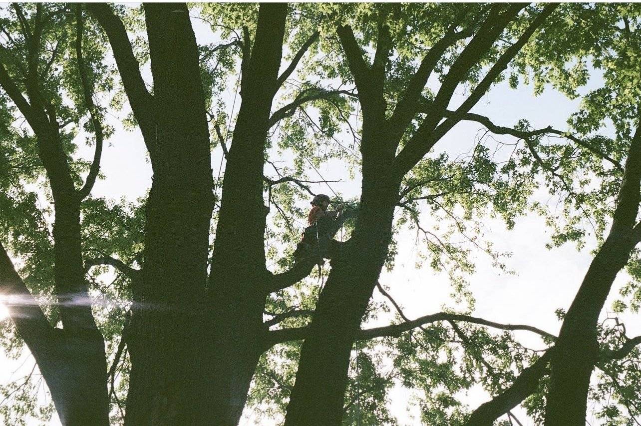 Tree Health Care