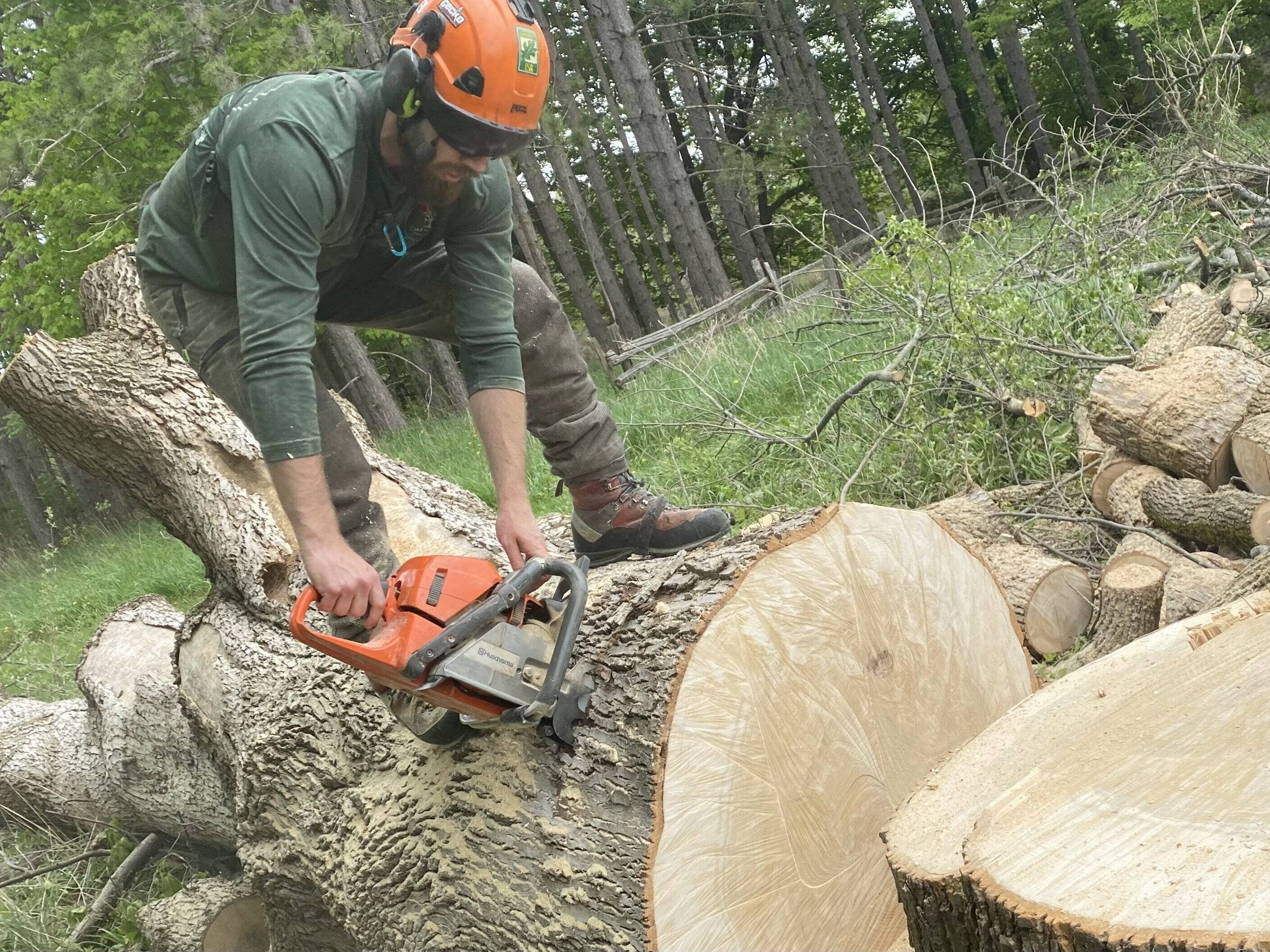 Professional tree service performing precise chainsaw cutting