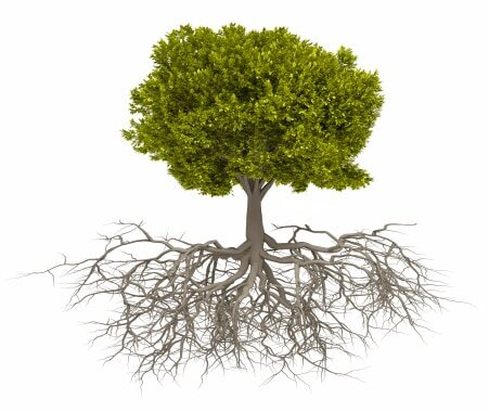 Arborist Reports service