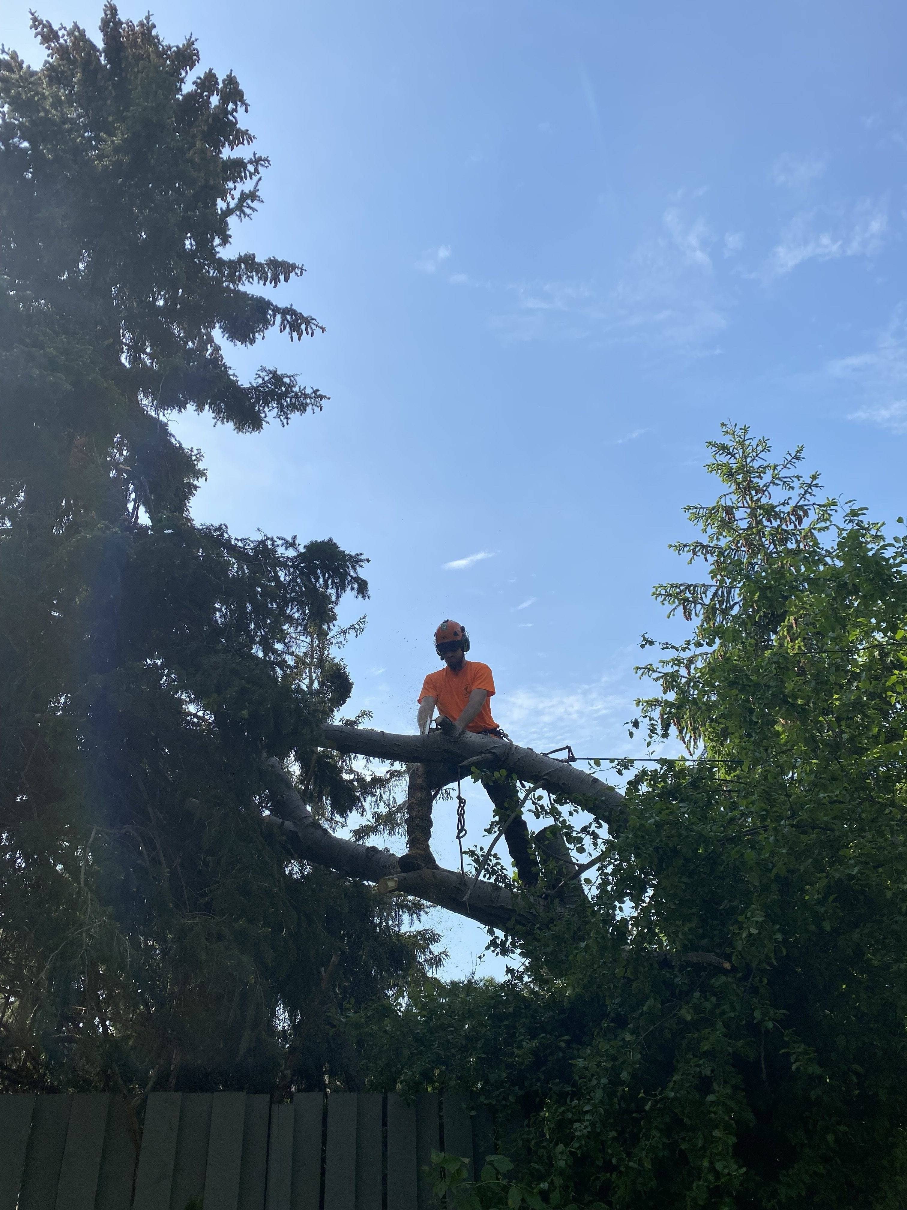 Professional arborist climbing tree during maintenance work in Oakville