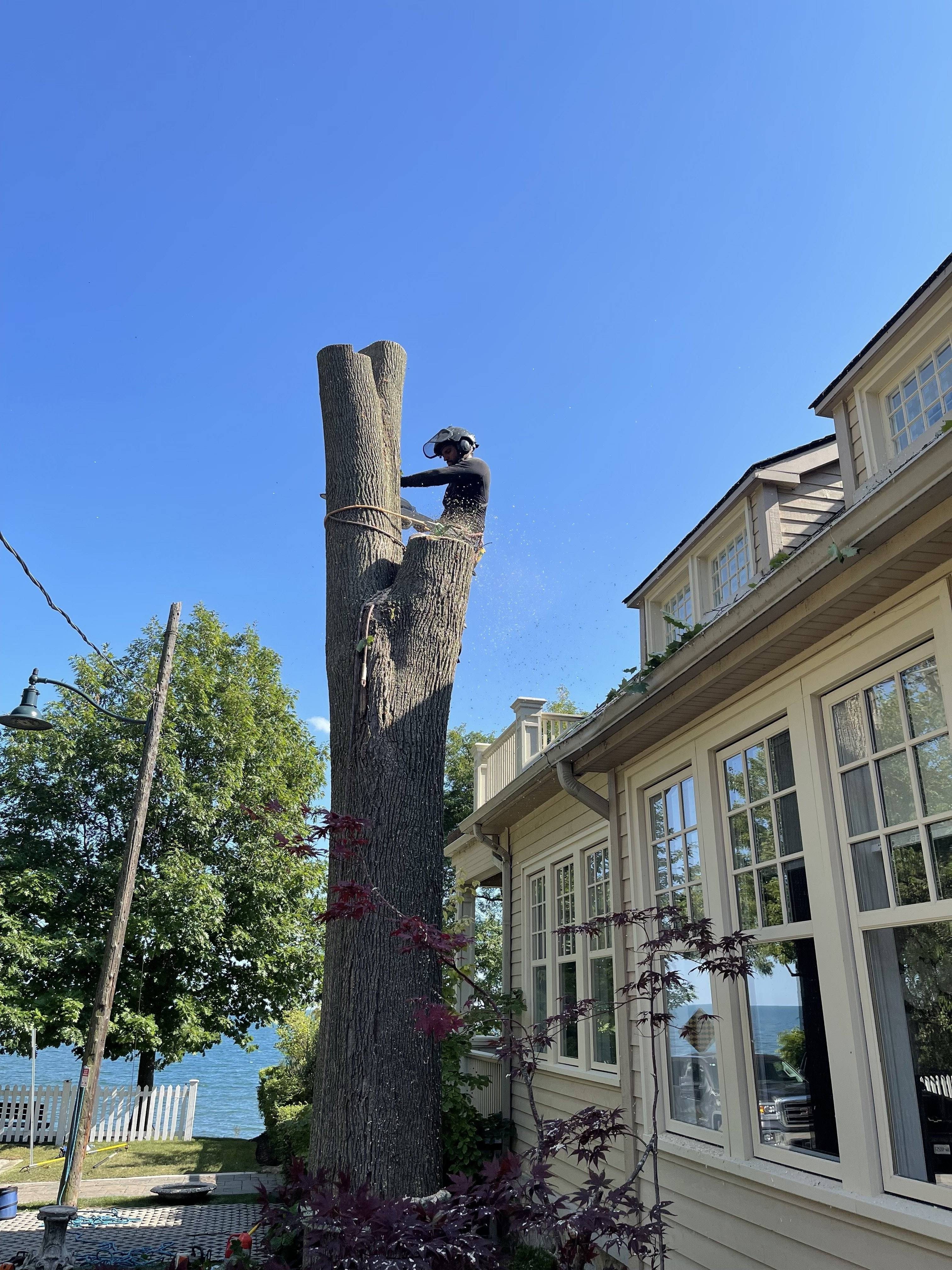 Safe tree removal service near residential property