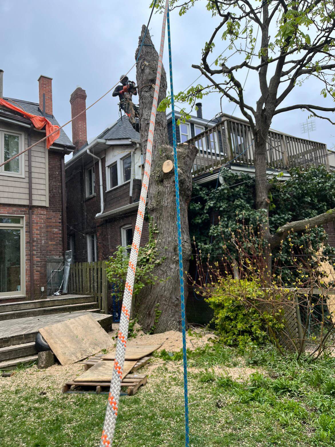 Professional tree care setup in residential backyard
