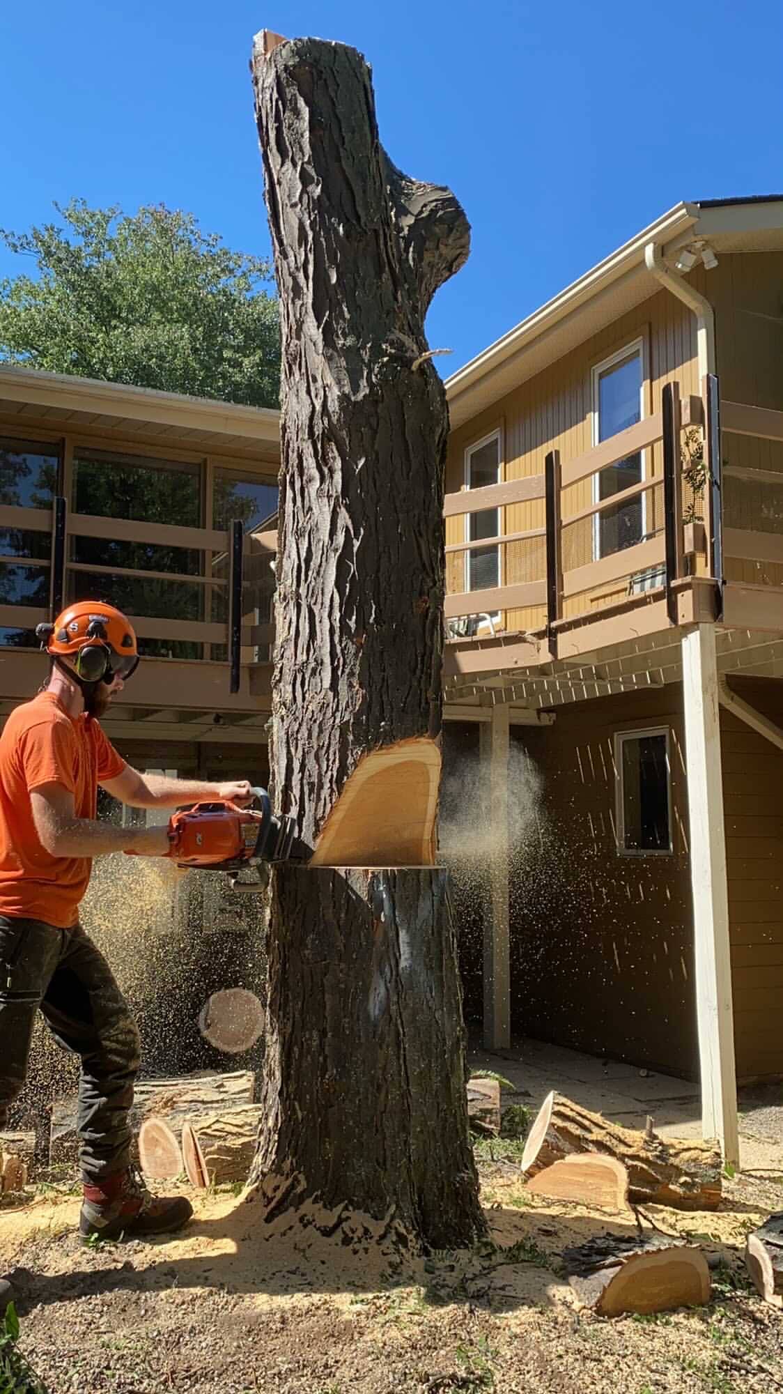 Professional stump removal process in progress