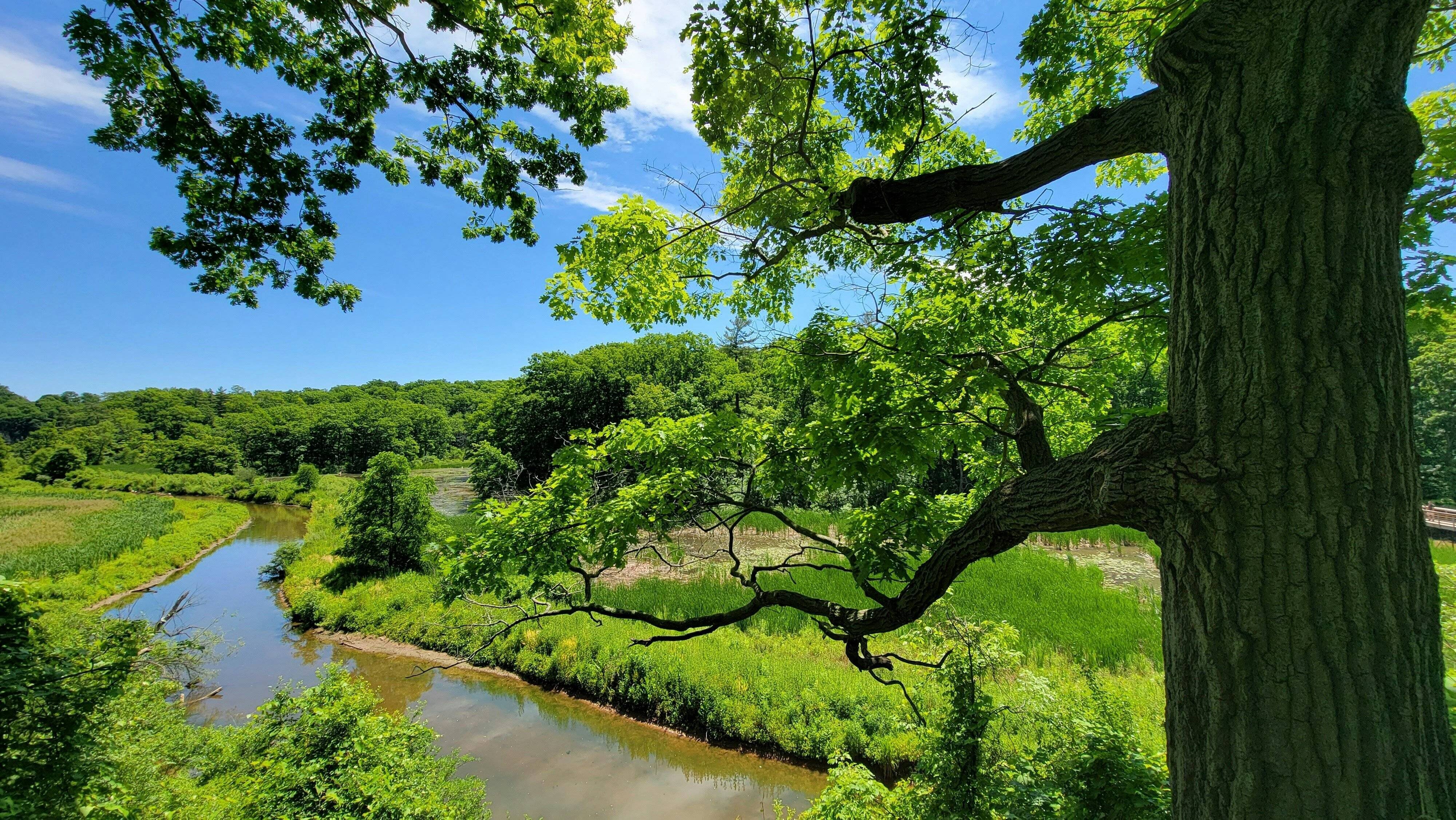 Tree care services in Burlington