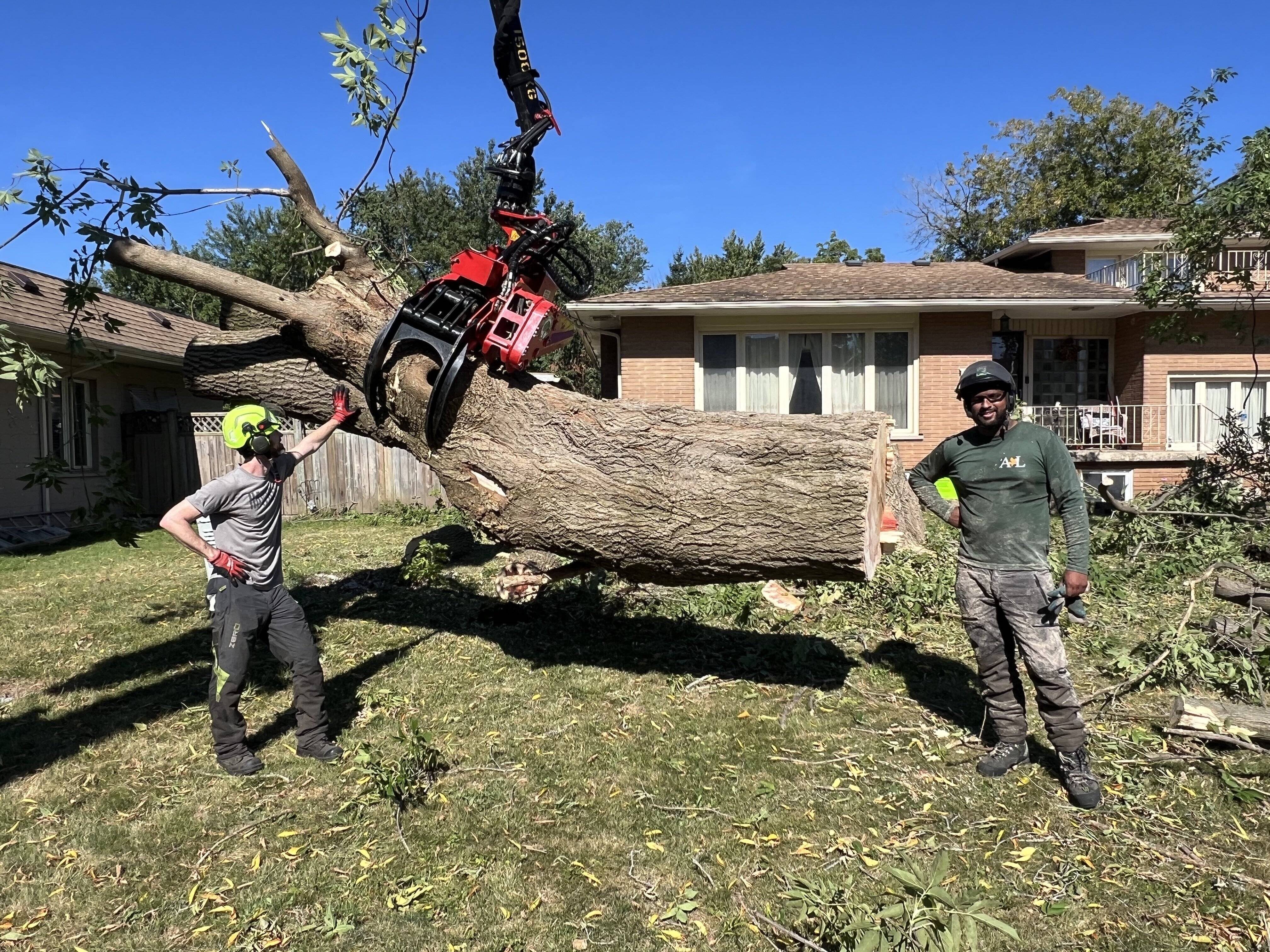 Tree Removal Services